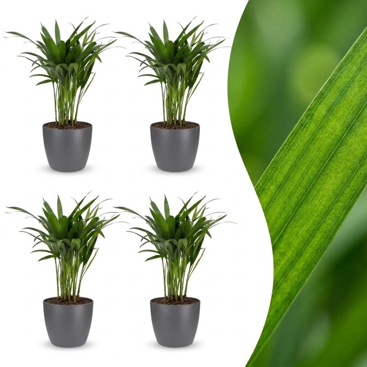 Plantenboetiek.nl | Areca Lutescens - Goudpalm - 4 Planten - met Potter Grijs - Ø12cm - 35-45cm hoog