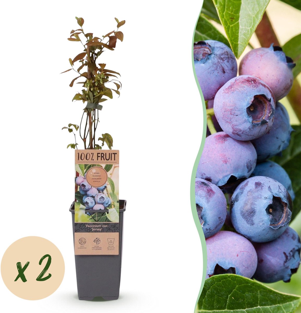 Plantenboetiek.nl | Vaccinium corymbosum Jersey - Bosbes - Winterhard - Blauwe Bes - 2 Planten - Ø15cm - 40-50cm hoog - Tuinplant