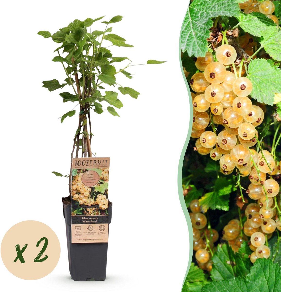 Plantenboetiek.nl | Ribes rubrum Witte Parel - Bessenplant - Winterhard - Witte Bes - 2 Planten - Ø15cm - 40-50cm hoog - Tuinplant