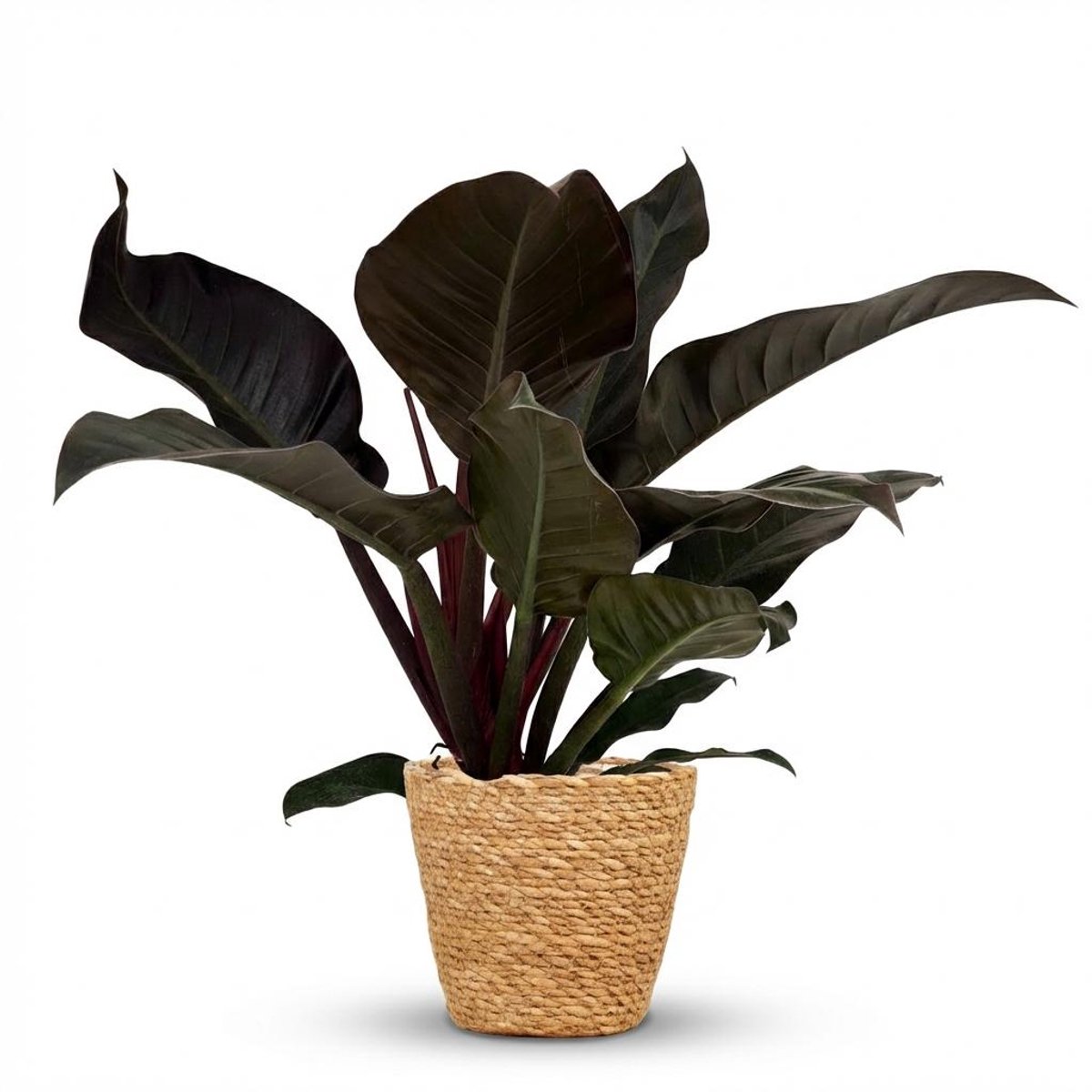 Plantenboetiek.nl | Philodendron - Philodendron Imperial Red - Rood - Weinig onderhoud - met Mand - Ø19cm - 50-60cm hoog - Kamerplant - Groenblijvend