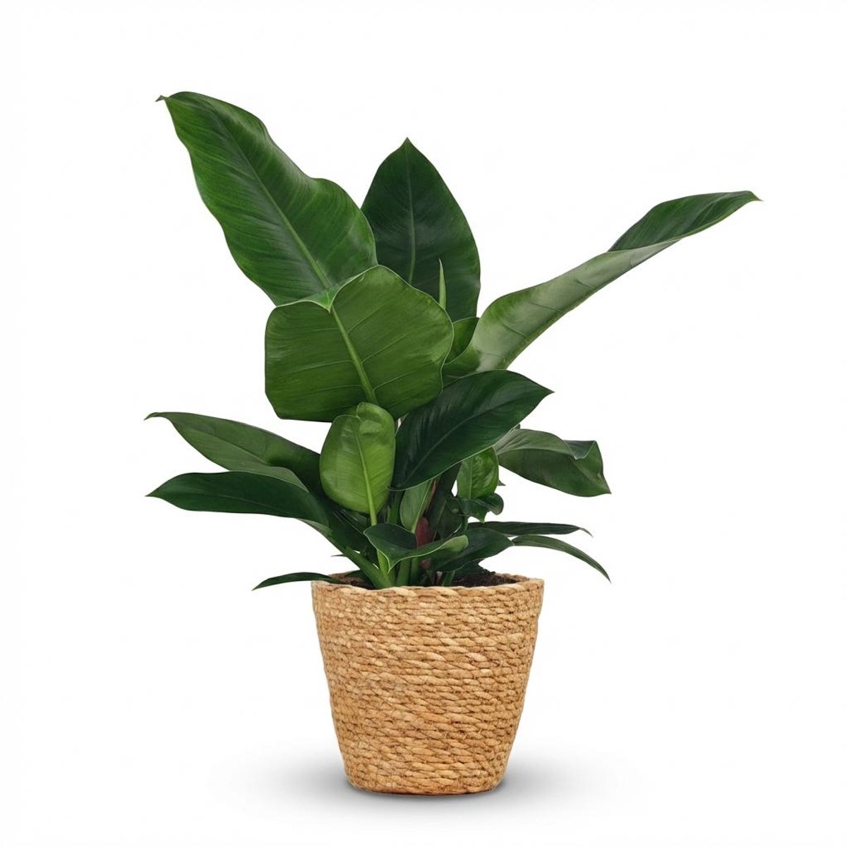 Plantenboetiek.nl | Philodendron - Philodendron Imperial Green - Groen - Weinig onderhoud - met Mand - Ø19cm - 55-65cm hoog - Kamerplant - Groenblijvend