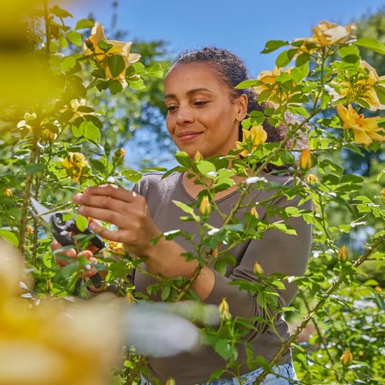 Vrouw snoeit een rozenstruik met gele bloemen met een grijze snoeischaar.