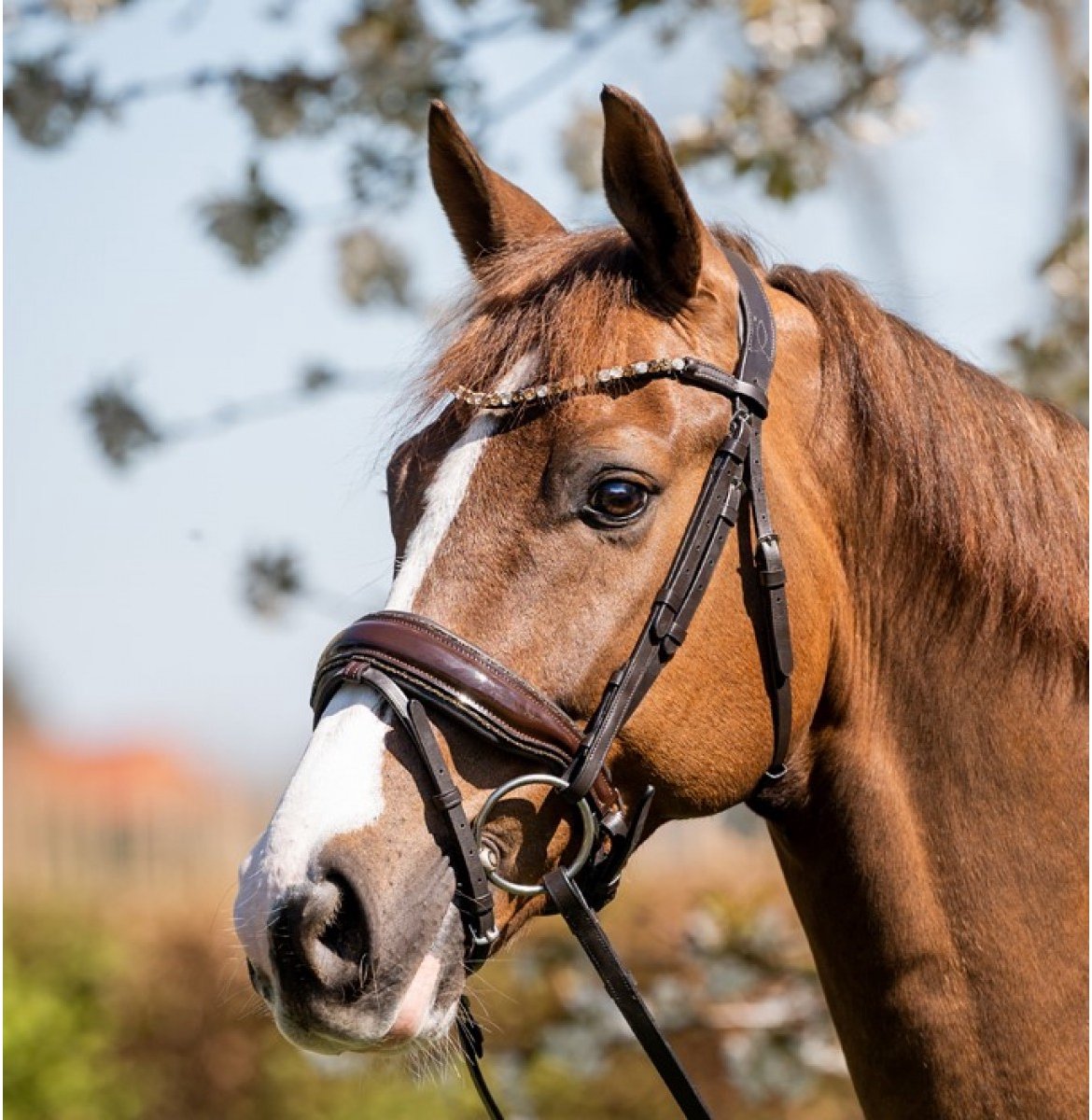 HB Showtime Hoofdstel Juwel - Brown Gold - Cob