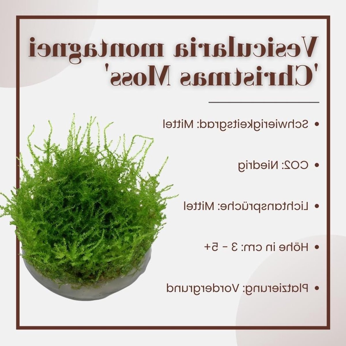 Aquariumplanten In Vitro 2 Stuks - Mos Vesicularia Dubyana Christmas Waterplant Kweekset