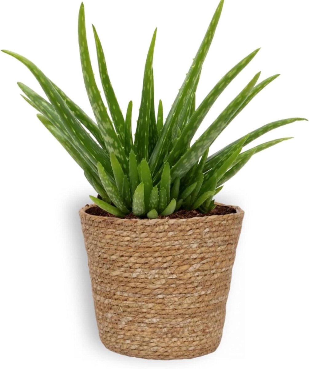 Aloë Vera Plant - Aloë - Binnen Decoratie - Luchtzuiverend - 35 cm hoog - Groen