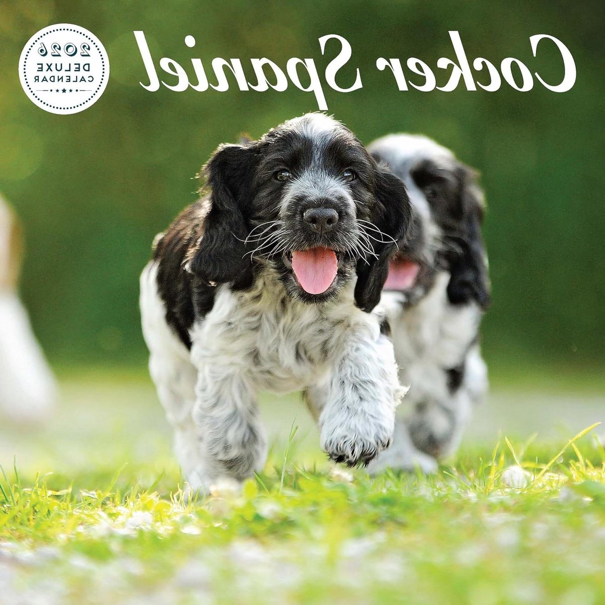 Cocker Spaniel Kalender - Hondenkalender Deluxe - Jaar Plannen - Topkwaliteit Afbeeldingen - 305 x 305 cm - Diverse