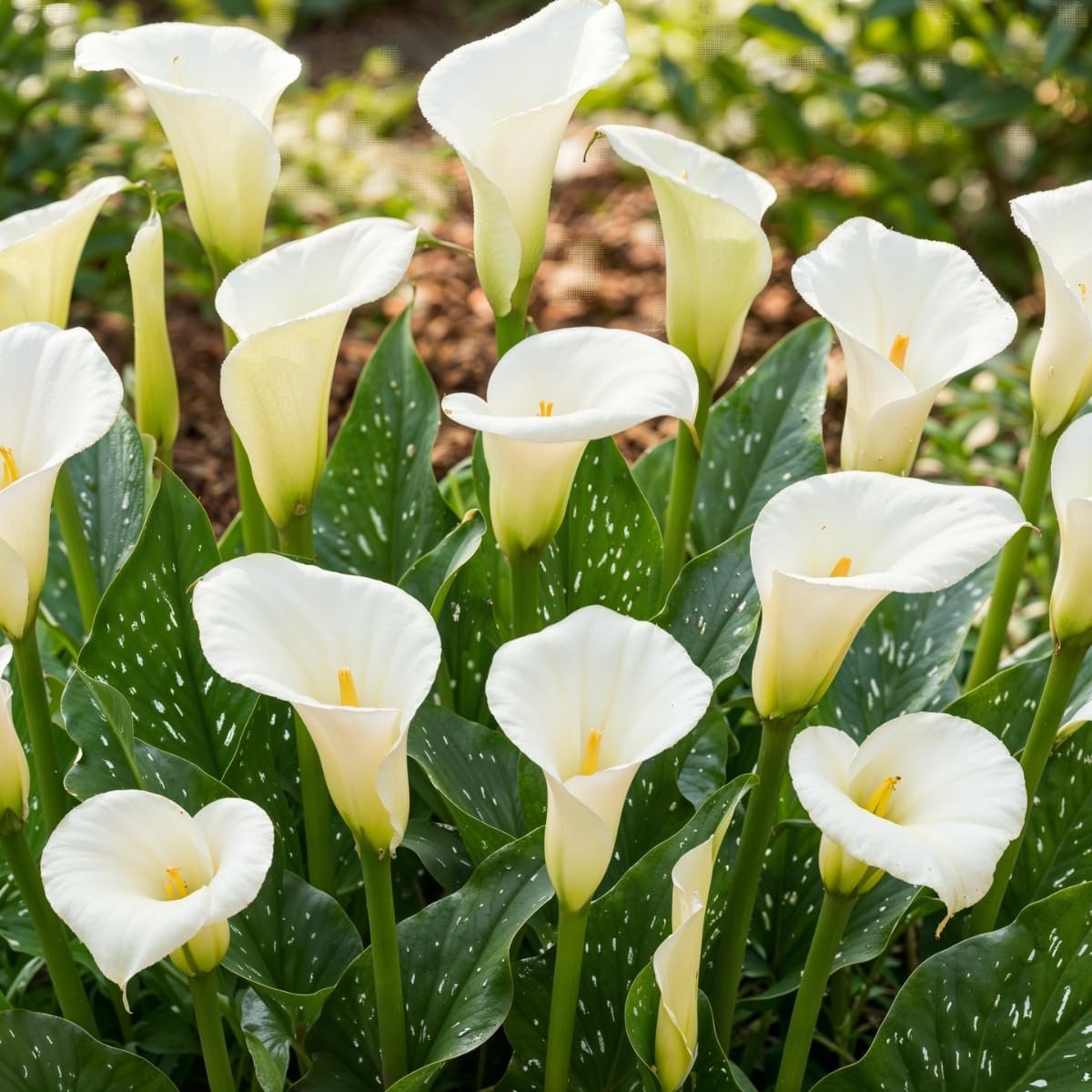 Lelies (Weiß) Zantedeschia Calla Leliebollen, 5 echte en grote knollen die meer dan 5 bloemen dragen. Ideale tuinplant, bloembollen uit Nederland (geen zaden en niet kunstmatig)