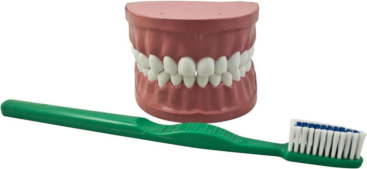 Tandverzorgingsmodel - Poetsmodel Kaak - Tandenpoetsen Leren - Beweegbare Kaak - 22 cm - Multicolor