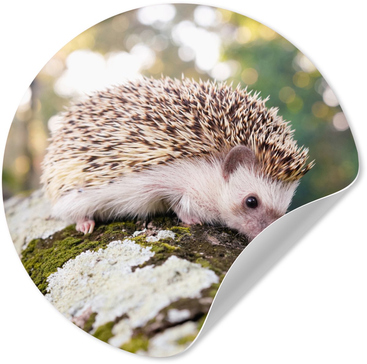 WallCircle® - Behangcirkel 100x100 cm - Muurstickers Egel - Wit - Boomstam - Muurcirkel wo