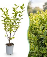 Green boutiQ - 40x Ligustrum ovalifolium Aureum - Bontbladige Liguster - Haagplanten - Groenblijvend - Bont - Pot 9cm - Hoogte 35-45cm