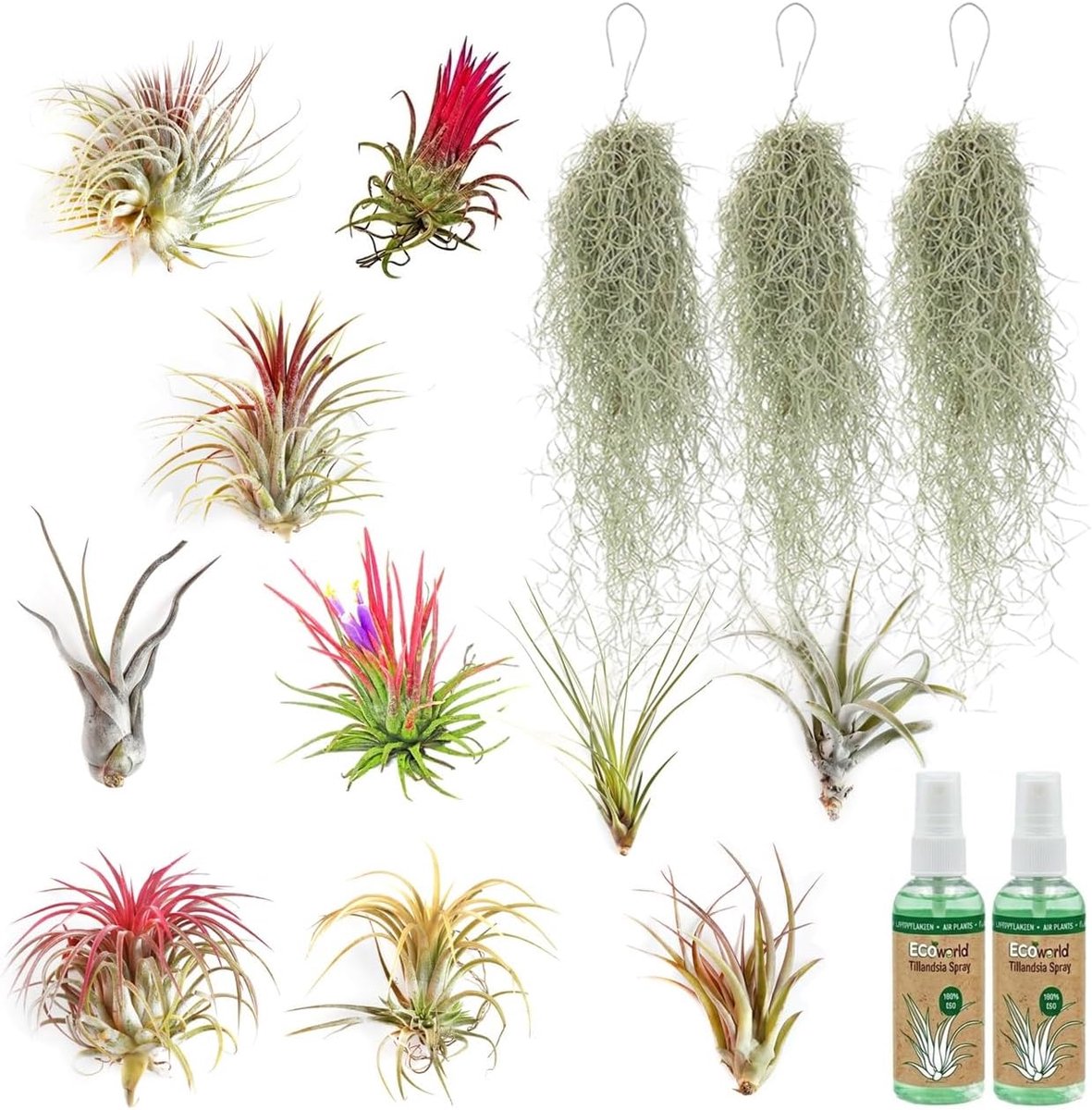 SnelShoppen - Tillandsia Luchtplanten Set Rood Mix - 9 Stuks + 2 Flessen Spray - Decoratieve Binnenplanten - Makkelijk in Onderhoud