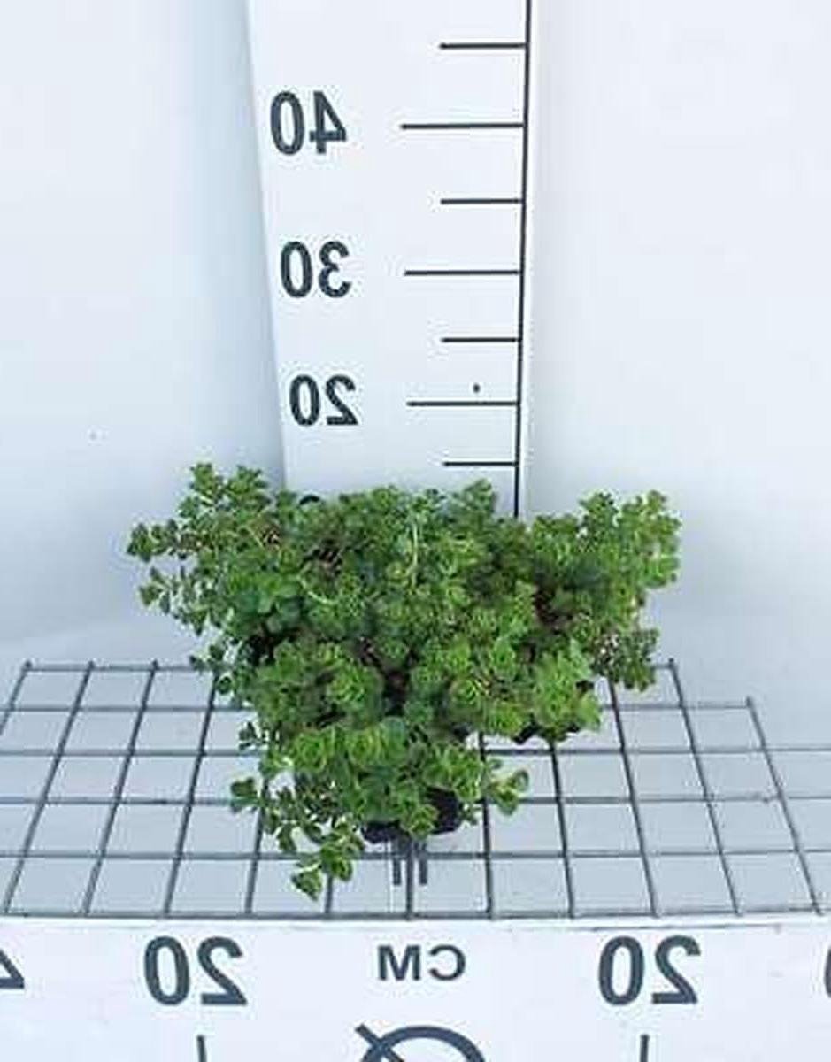 Sedum planten - Vetplanten bodembedekker - Tuin decoreren - Witte bloemen - 6 stuks - Groen