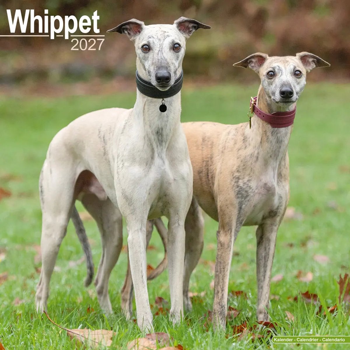 Whippet Kalender 2027