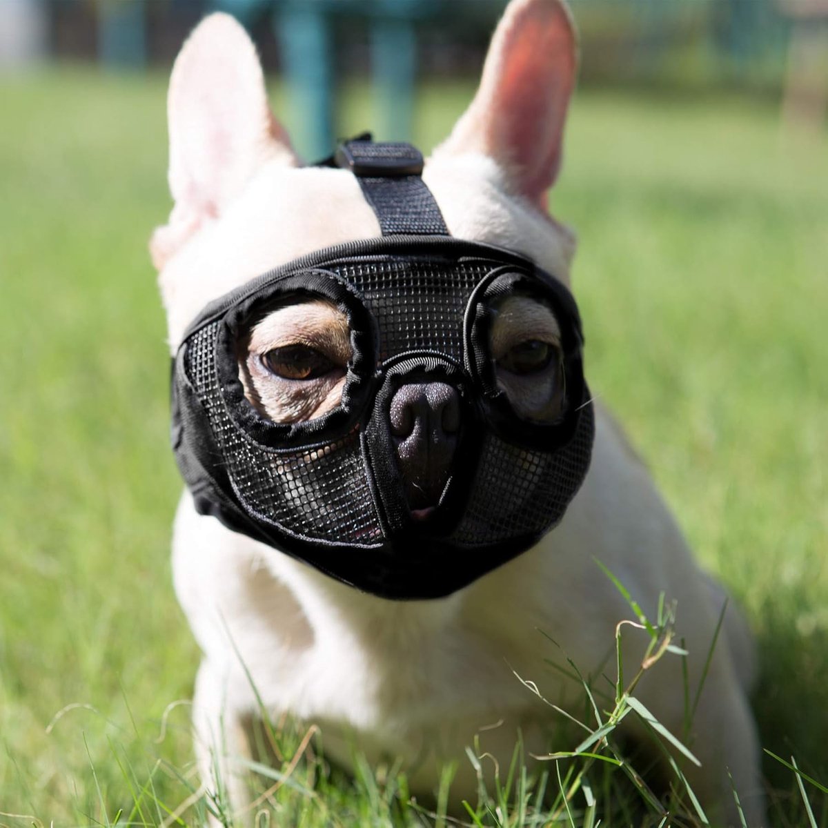 Muilkorf voor honden met afgeplatte snuit, Franse bulldog, verstelbaar, ademend: Franse buldog, pekinees, shih-Tzu, mopshond (zwart, M (28-43 cm)