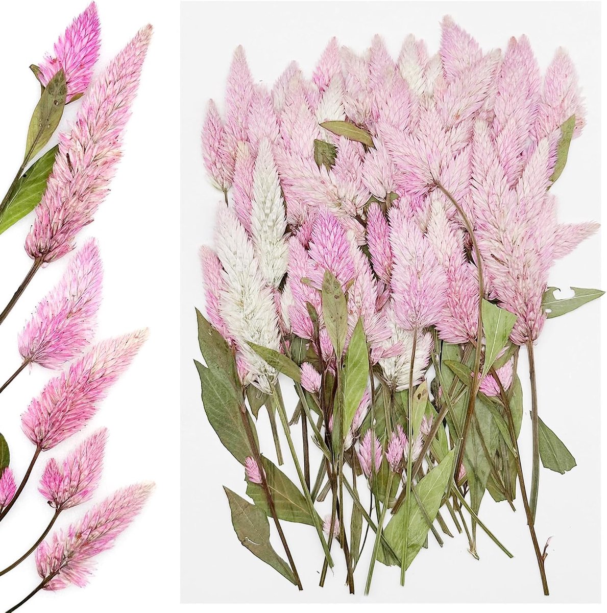 SnelShoppen - 60 Stuks Gedroogde Bloemen Set Natuurlijke Geperste Rozen Dried Flowers voor DIY Candles, Sieraden, Resin Decoratie en Creatieve Project