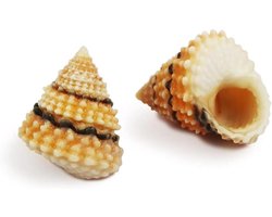 Natuurlijke Schelpen - Snail Shells Hermit Crab House - Aquarium Decoratie - Unieke Vormen - 1-2 cm - Bruin
