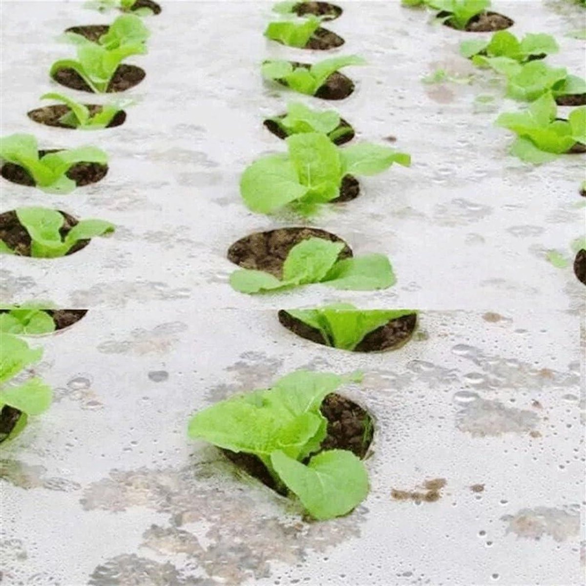 Mulchfolie met gaten - Groenteplanten folie - Onkruid bestrijden - Voorkomt waterverdamping - 30 meter - Zwart