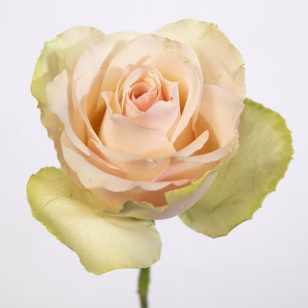 10x Rosa la belle 60cm