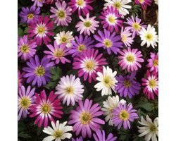 Bosanemoon (Anemone Blanda) - Anemoon blanda mix - Anemone - Bijen-Vlinders - Snijbloemen - Zomerbollen - Voorjaarsbollen - Vaste planten