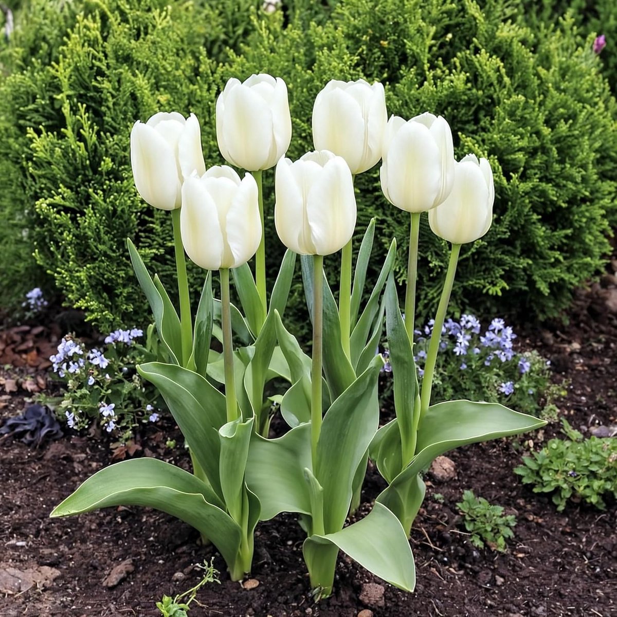 Tulpen - Wit - 3 stuks - Bloembollen - Bloem bollen - Tulpenbollen