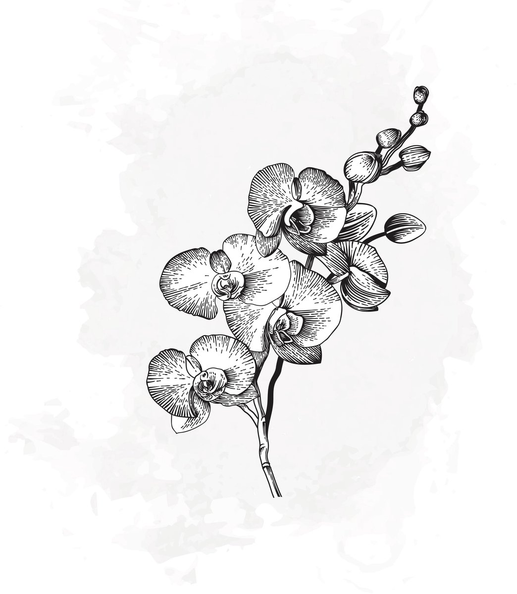 25x Phal. - wit