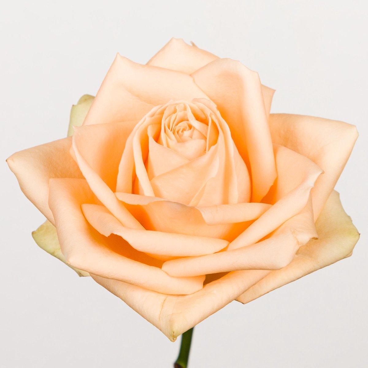 10x Rosa avalanche peach+ 40cm