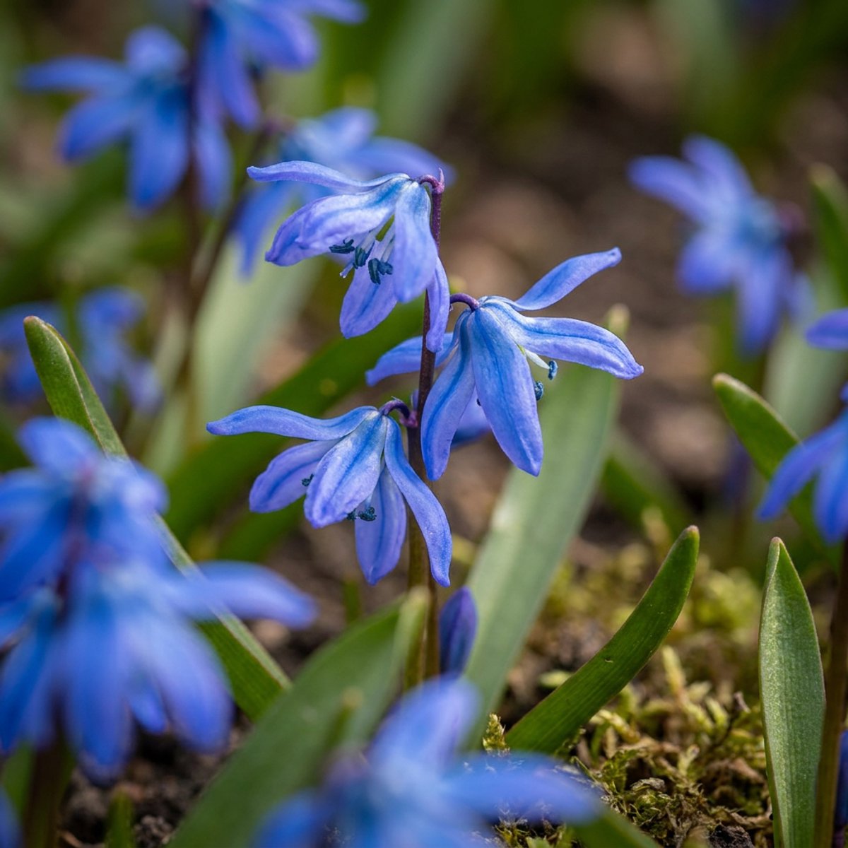 Green boutiQ - 400x Scilla Siberica - Siberische sterhyacint - Blauw - Verwilderingsbol - Bolmaat 7/8