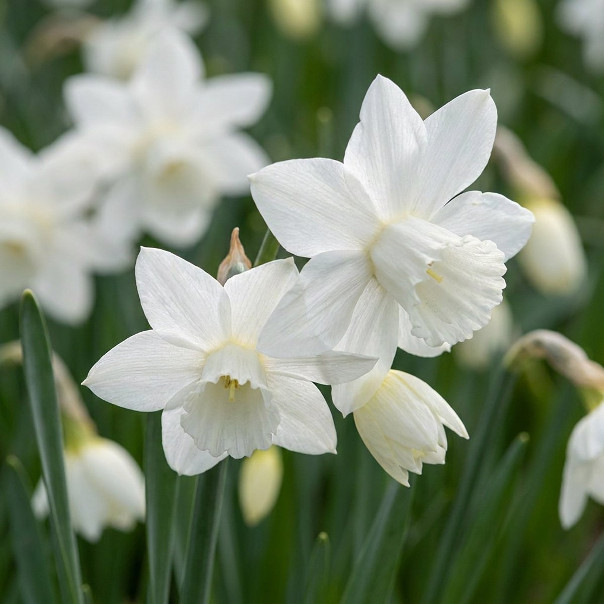 Green boutiQ - 15x Narcissus Triandrus Thalia - Engelennarcis - Wit - Voorjaarsbloeier - Bolmaat 10/12