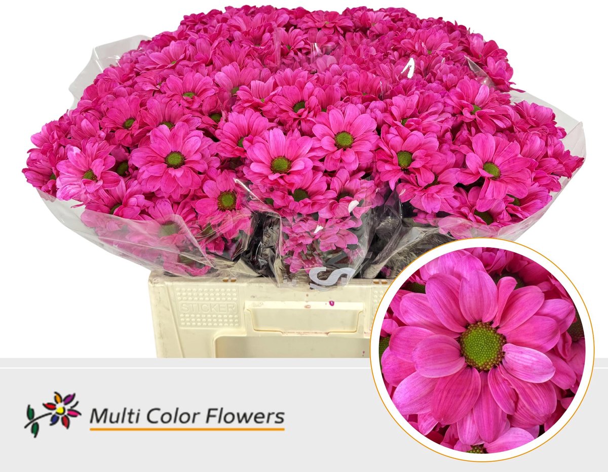 10x Chrysant overig 60cm