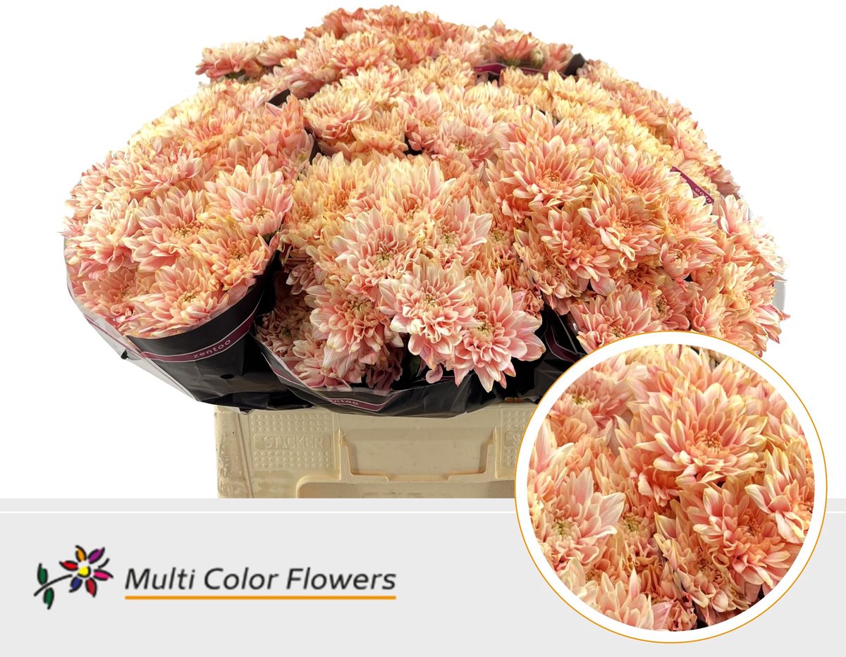10x Chrysant overig 60cm