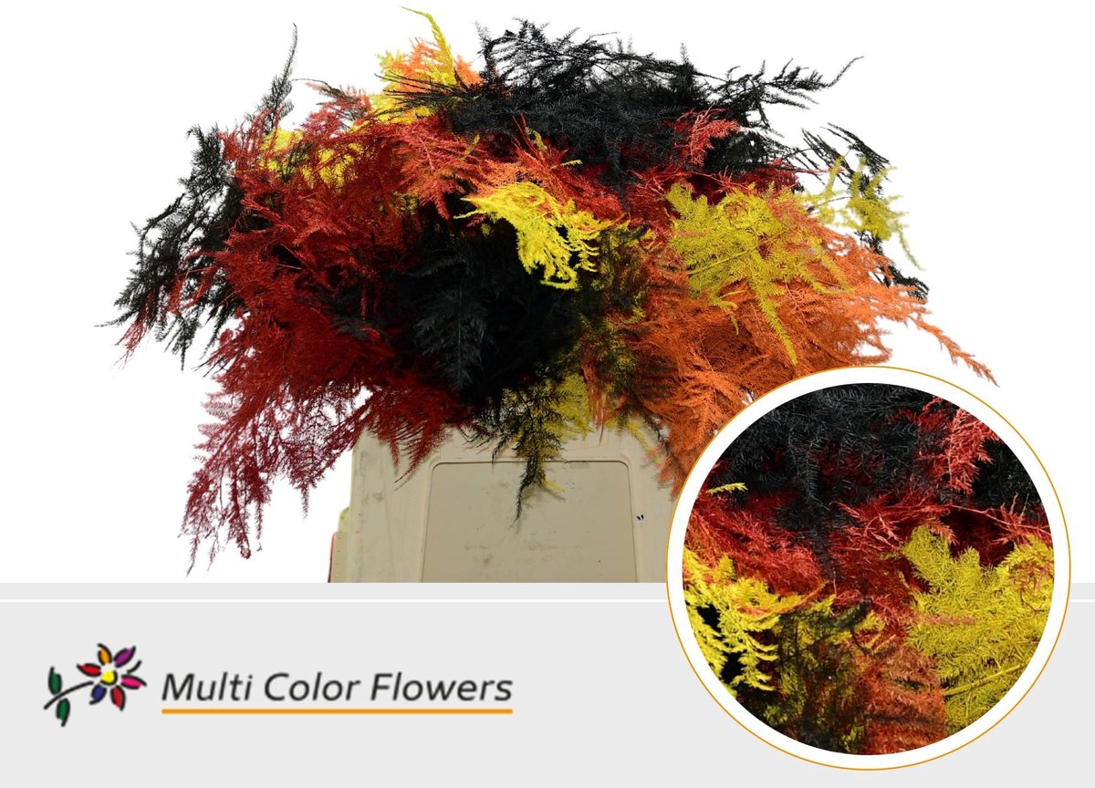 50x Aspar.set.1e veren autumn mix 40cm