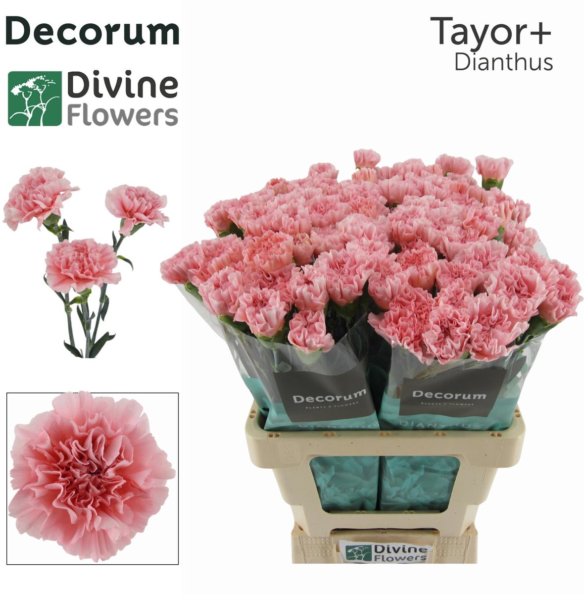 20x Dian.st.taylor+ 60cm
