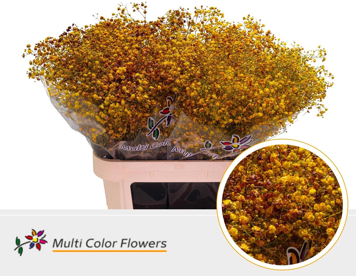 25x Gipskruid xlence herfst 80cm