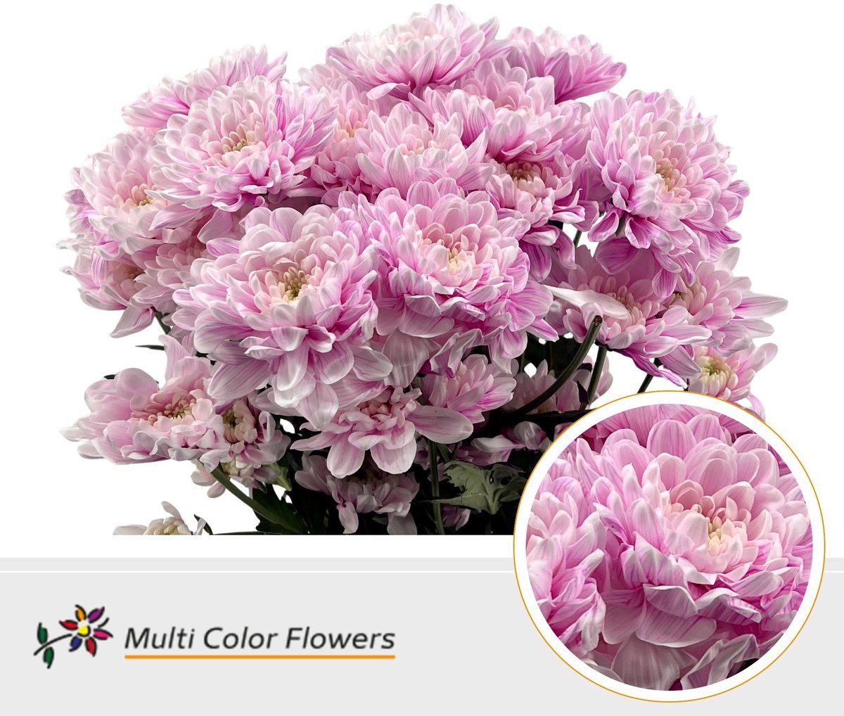 10x Chrysant overig 60cm