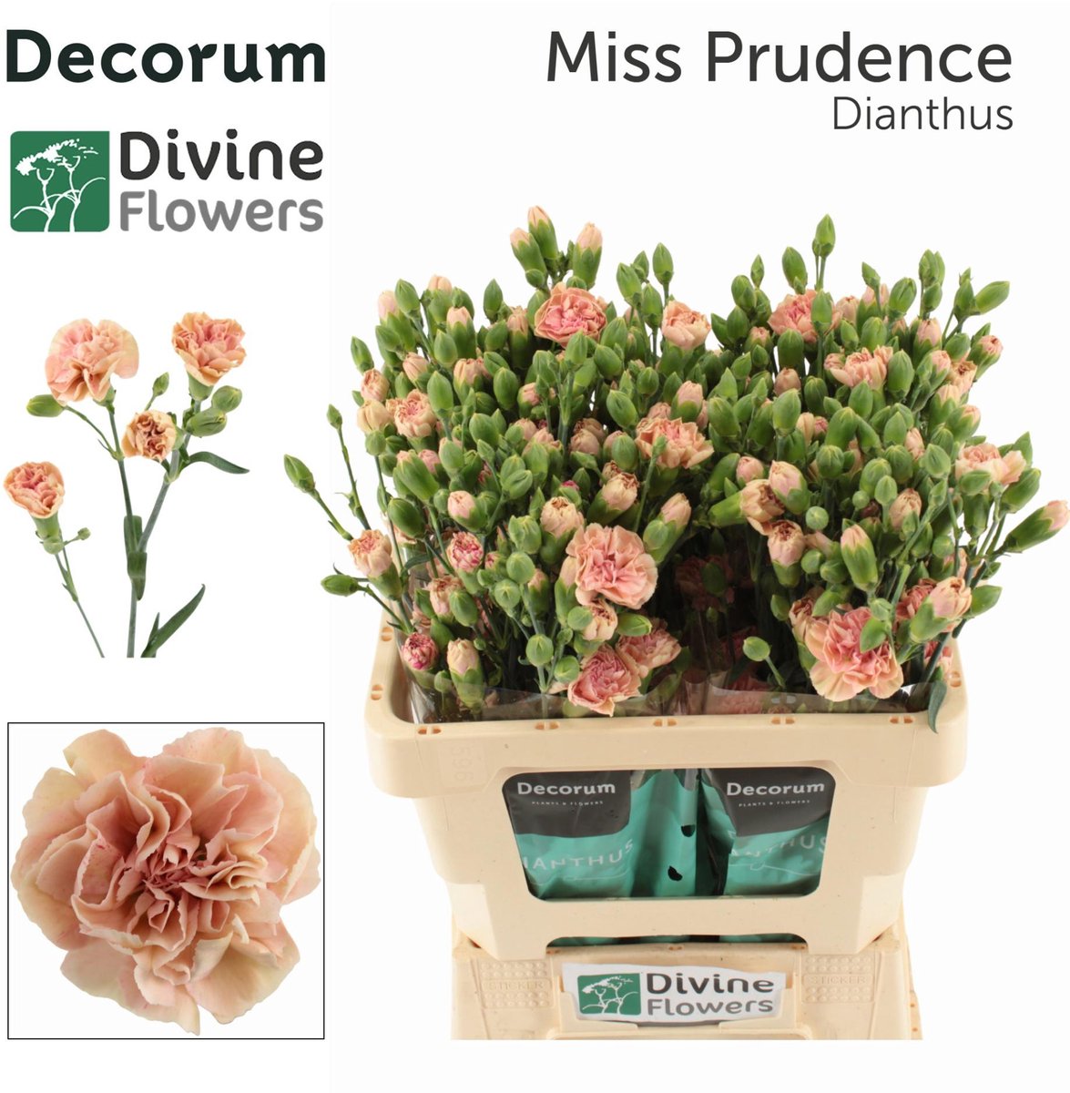 10x Dian.tr.miss prudence 60cm
