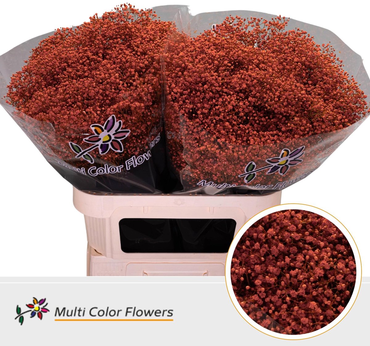 25x Gipskruid m.stars oranje 80cm