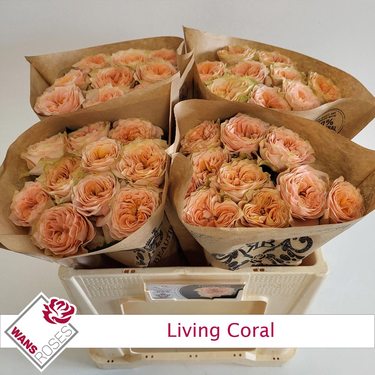 10x Rosa gard.living coral 50cm