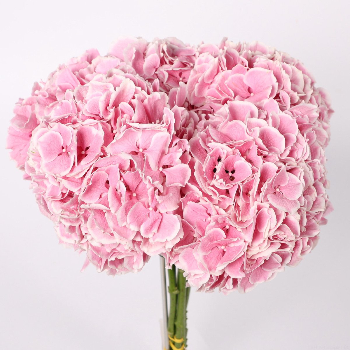 10x Hydr.my beautiful rosada 60cm