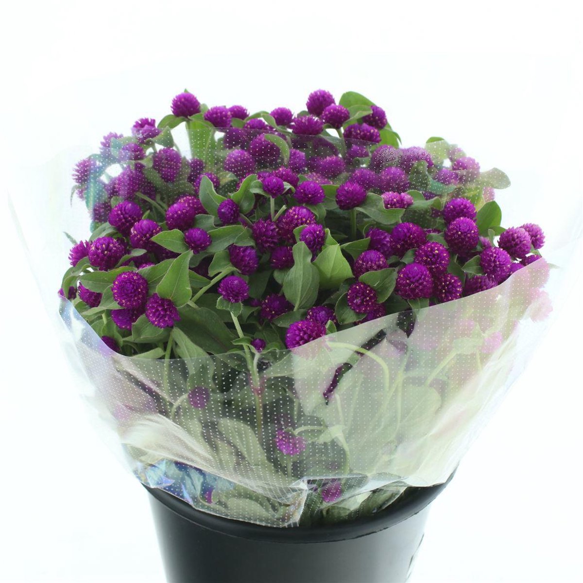 100x Gomphrena purple spray 50cm