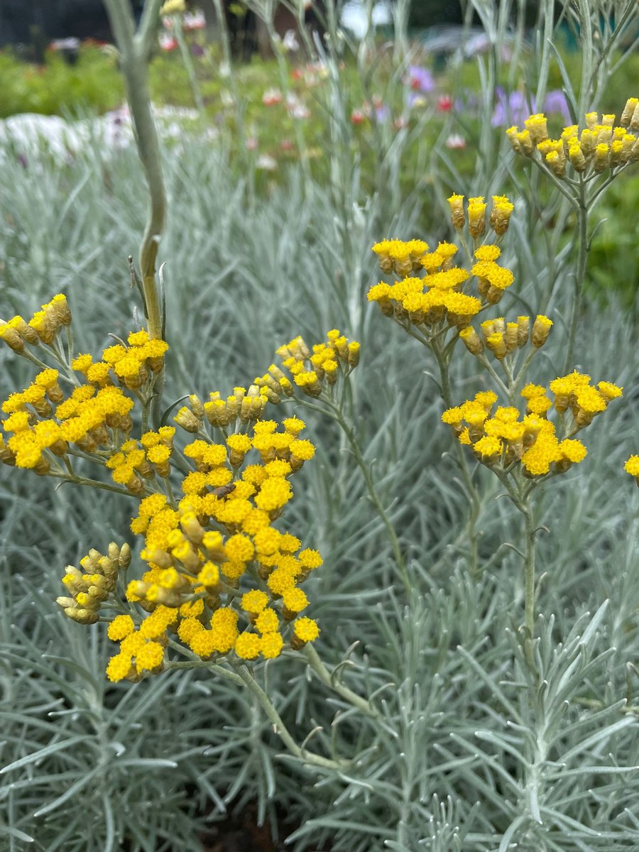 6x Helichrysum italicum - Kerriekruid - P9 Pot (9 x 9cm) - Dima Vaste Planten