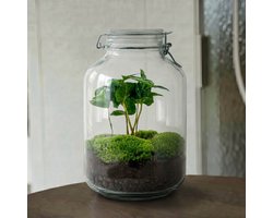 Terrarium - Jar plant - Coffea - ↑ 28 cm - Ecosysteem plant - DIY planten terrarium - Mini ecosysteem - Flessentuin
