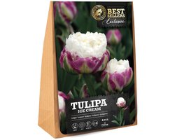 Tulp (Tulipa) - en Ice Cream - Snijbloemen - Voorjaarsbollen - bloeit in April / Mei