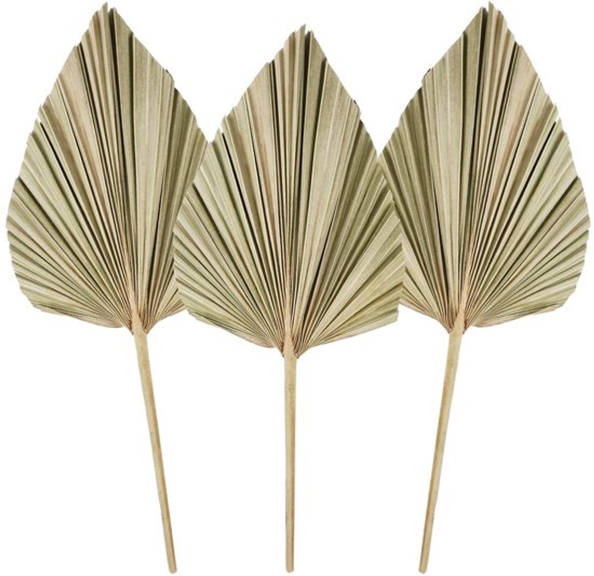 Gedroogde palmbladeren - Natuurlijke palmwaaier - Decoratie voor bruiloften en feesten - Natuurlijk - DIY boeket - Geschikt voor woondeco...