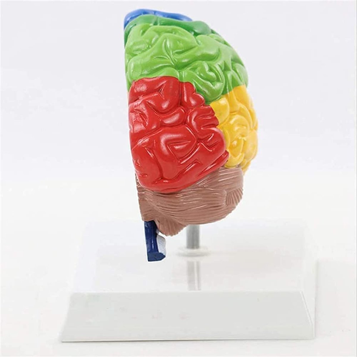 Hersensmodel Anatomisch - Brein Model Educatief - Medische Studie - Gekleurde Hersendelen - 16.5 x 18 x 14 cm - Multicolor