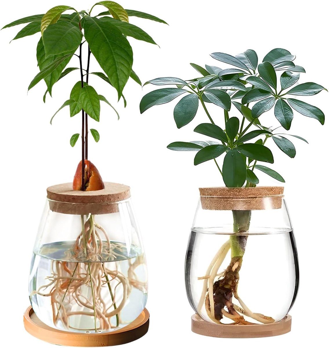 2 Stuks Hydroponisch Plantenkweekstation, Avocado Zaadstarter Glazen Terrarium, Ideaal voor Waterplanten en Bloemen, Decoratie voor Thuis en Kantoor