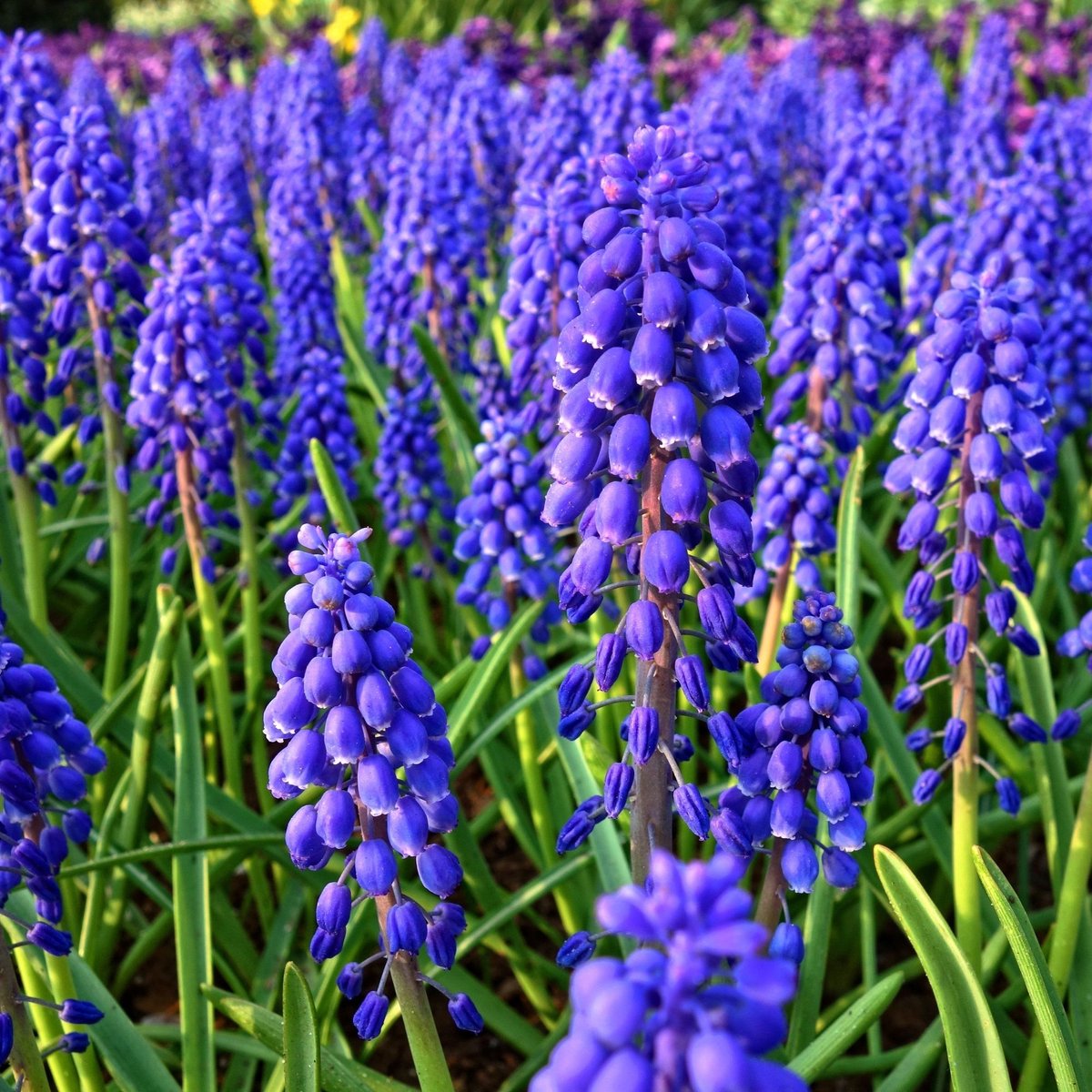 Blauw druifje (Muscari) - Blauwe Druifjes Armeniacum - (Grootverpakking) - Bijen-Vlinders - Voorjaarsbollen - (Ook)-Voor in huis