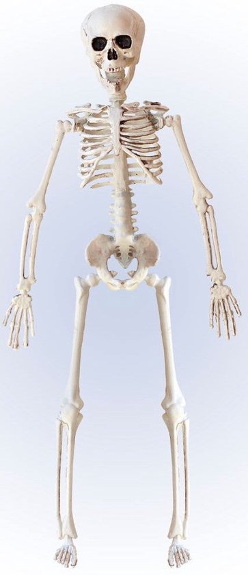 Een wit, menselijk skelet van 40 cm met gebogen ledematen, staand op een lichte achtergrond.