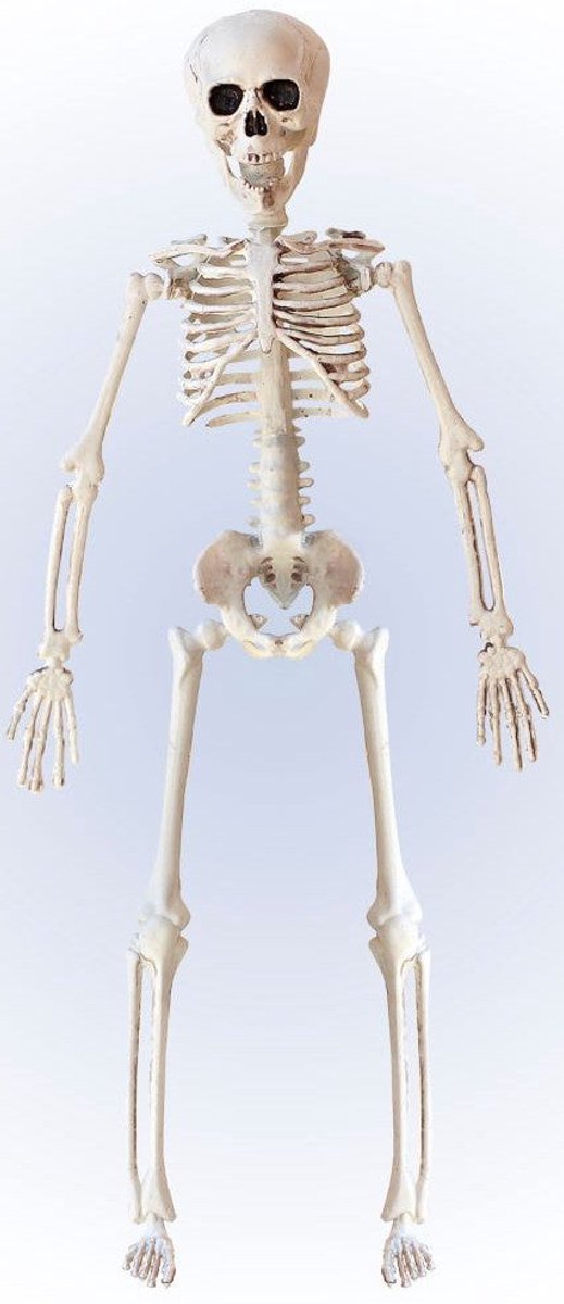 Skelet decoratief figuur 40cm