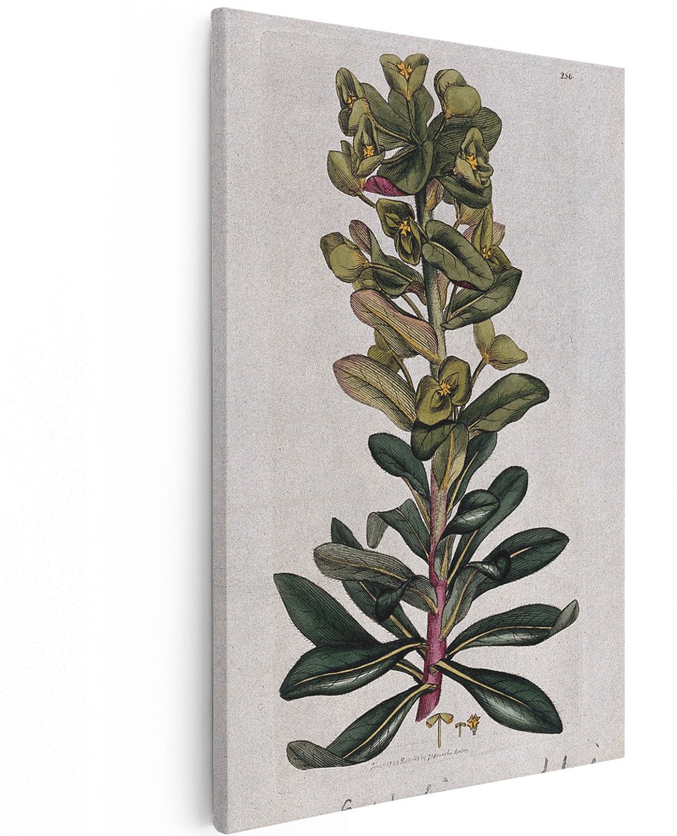 Artaza Canvas Schilderij Botanische Illustratie - 120x180 cm - Groot - Wanddecoratie Bloemen - Muurdecoratie Vintage - Schilderijen Op Canvas Groen