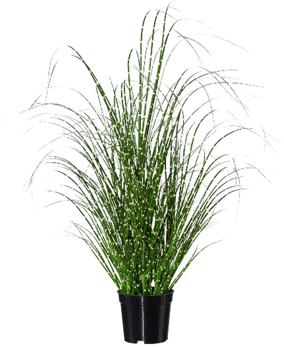 Gasper Zebragras Miscanthus in Pot 58 cm